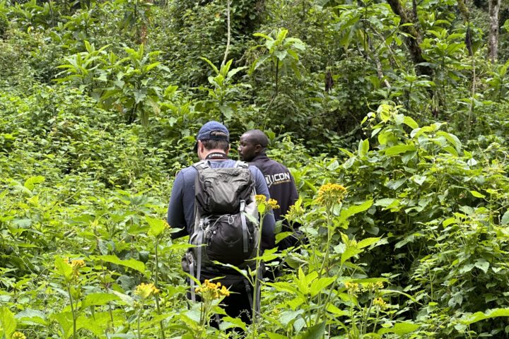 Where to go for a mountain gorilla trekking safari.