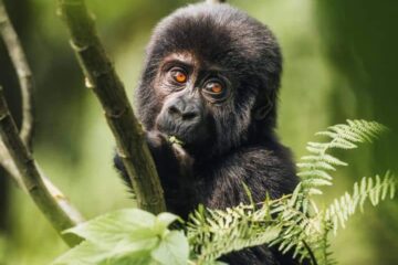 7-days Democratic Republic of Congo Gorilla and Nyiragongo Hike Safari.