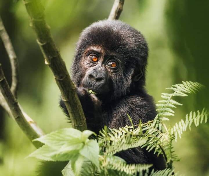 7-days Democratic Republic of Congo Gorilla and Nyiragongo Hike Safari.