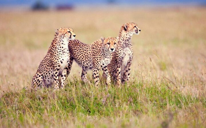 4 Days Serengeti NP Migration Safari