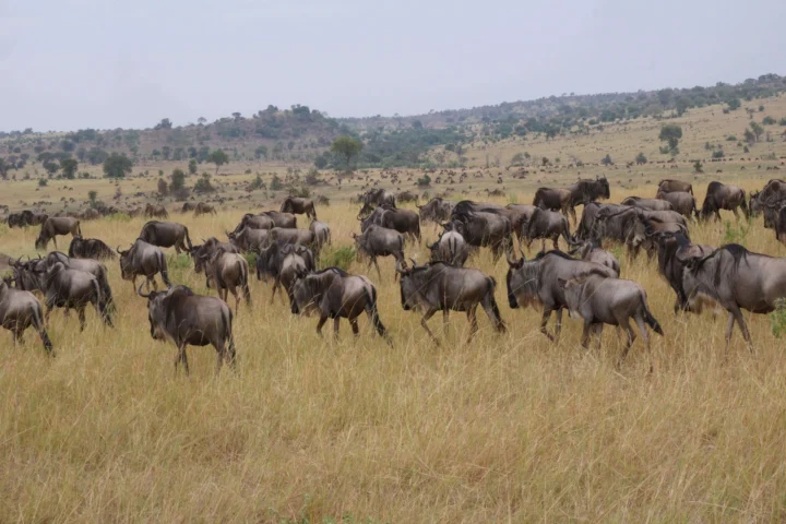 Great migration in Northern Tanzania