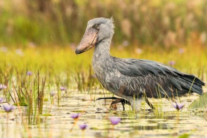 shoebill in Murchison Falls National Park