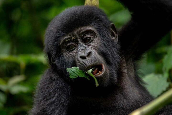 5-Day Uganda And Rwanda Double Gorilla Trekking Safari