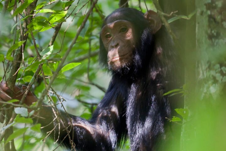 Why Is Chimpanzee Tracking in Budongo Forest One of Uganda’s Most Exciting Wildlife Experiences?