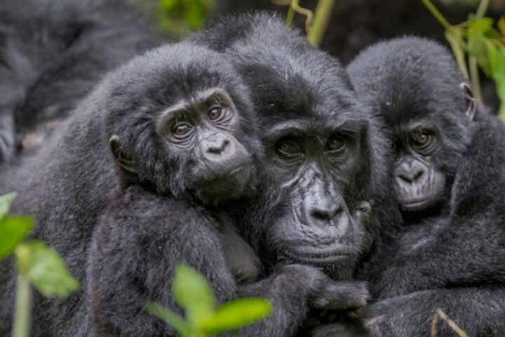 Double gorilla trekking in Uganda and Rwanda is one of the amazing experiences for those interested in the gorilla safaris