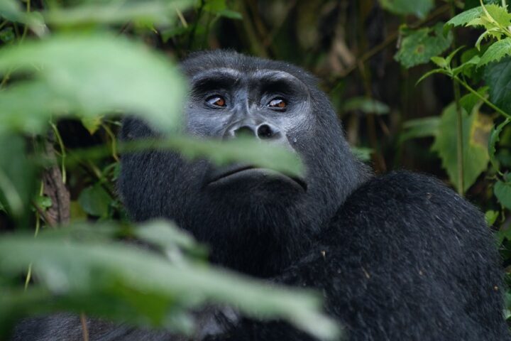 Gorilla Families of Buhoma Sector in Bwindi Impenetrable National Park