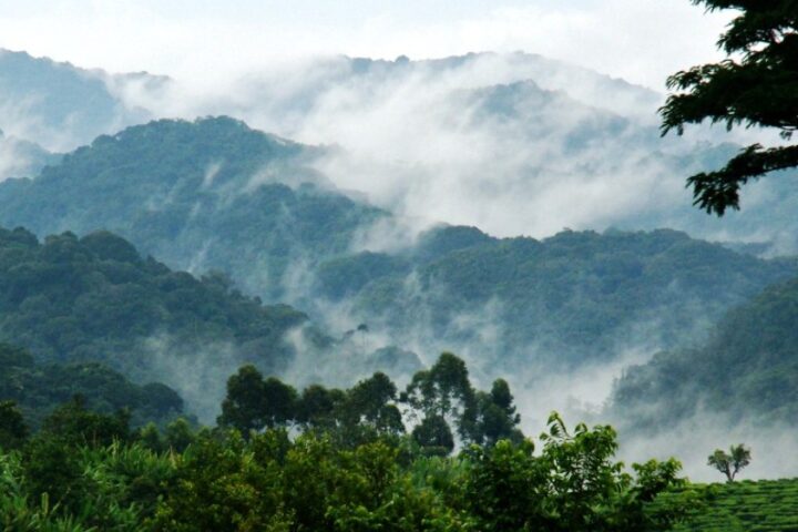 What Are the Different Sectors of Bwindi Impenetrable National Park